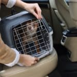 animali in cabina aereo c.jpg
