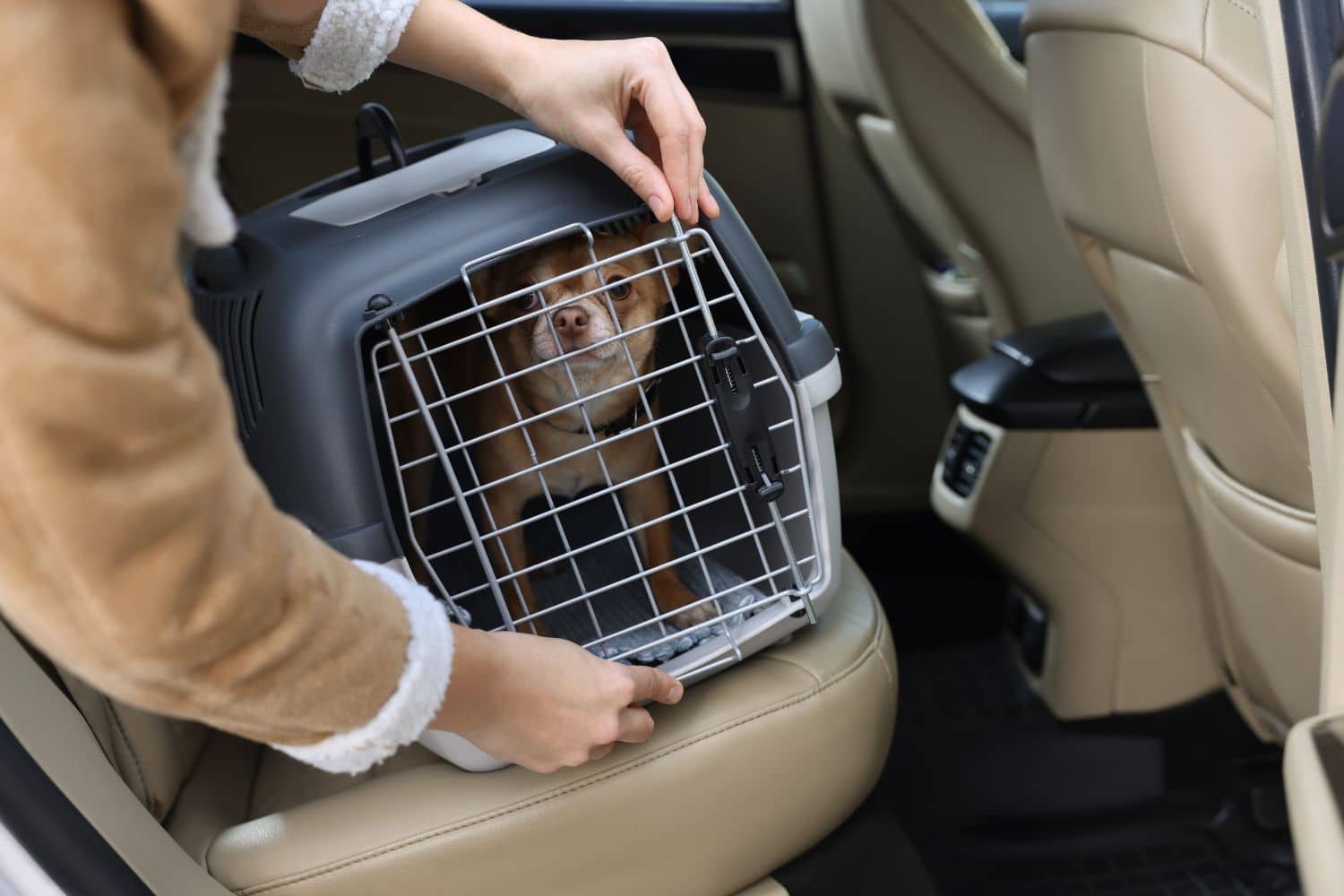 animali in cabina aereo c.jpg