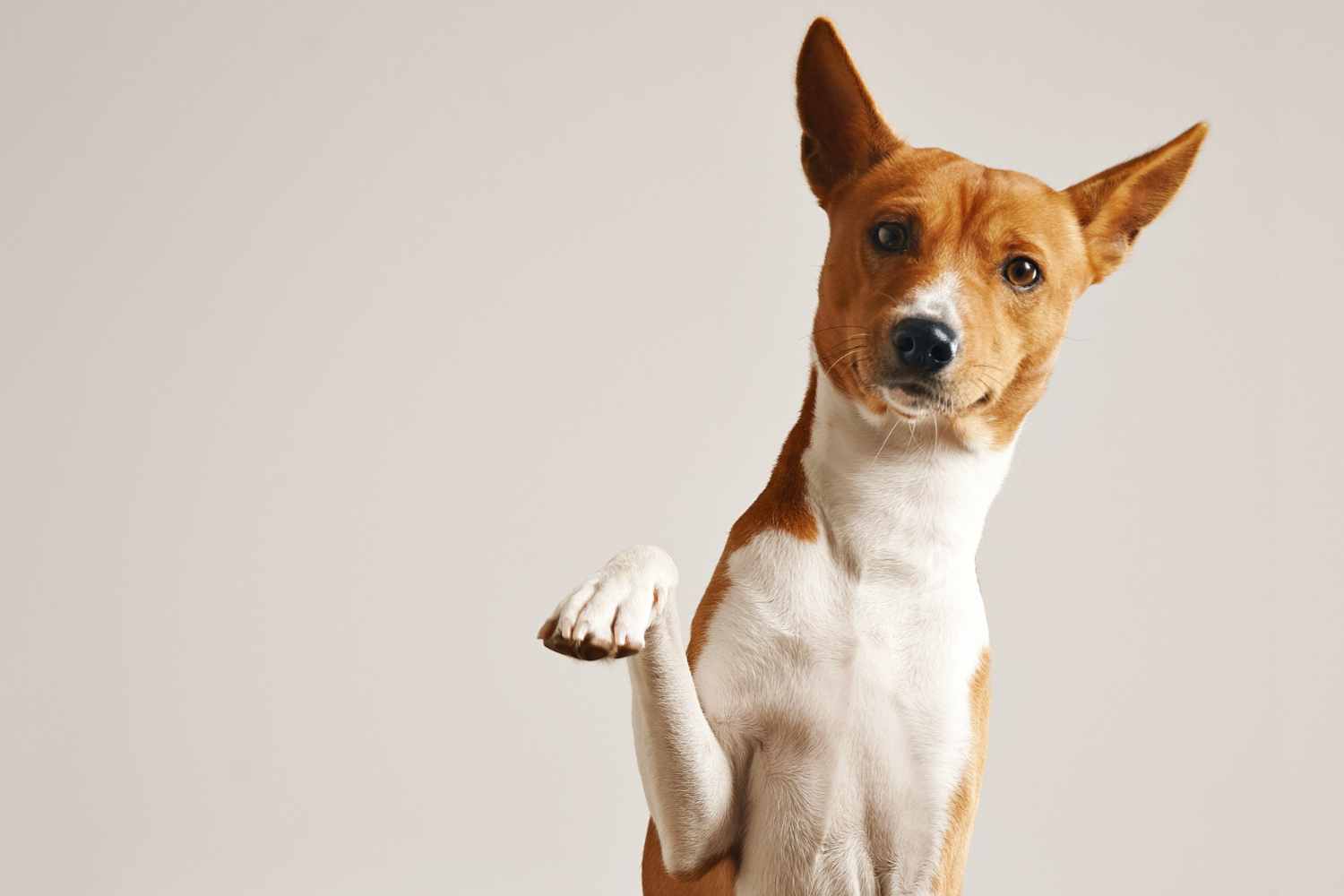 3 ottime ragioni per stipulare un’assicurazione animali domestici 1 assicurazione animali domestici.jpg