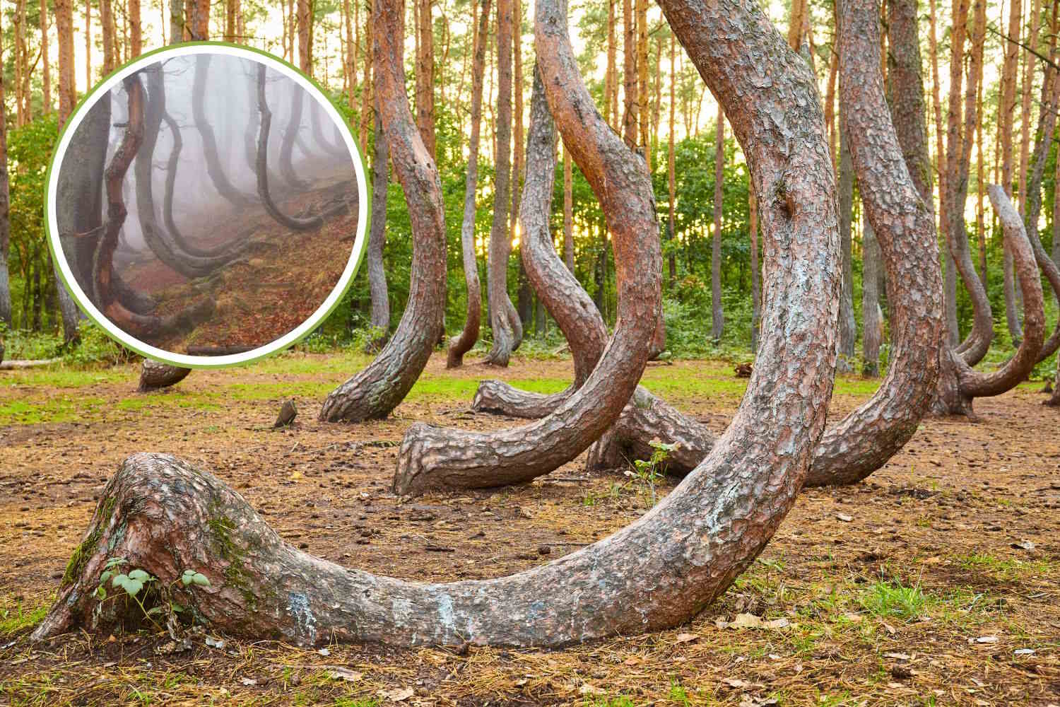 Alla scoperta del leggendario Bosco Martese tra faggi torti e storie di resistenza (a 30km da Teramo) 1 bosco martese.jpg