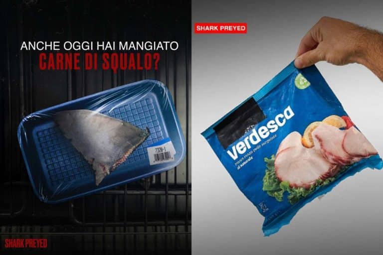 carne squalo supermercato documentario.jpg