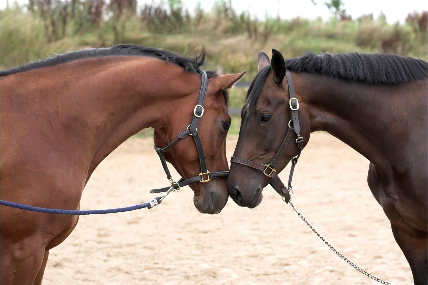 Cavalli, pony e asini: aiutiamo questo rifugio a far adottare i loro animali! 1 cavalli.jpg