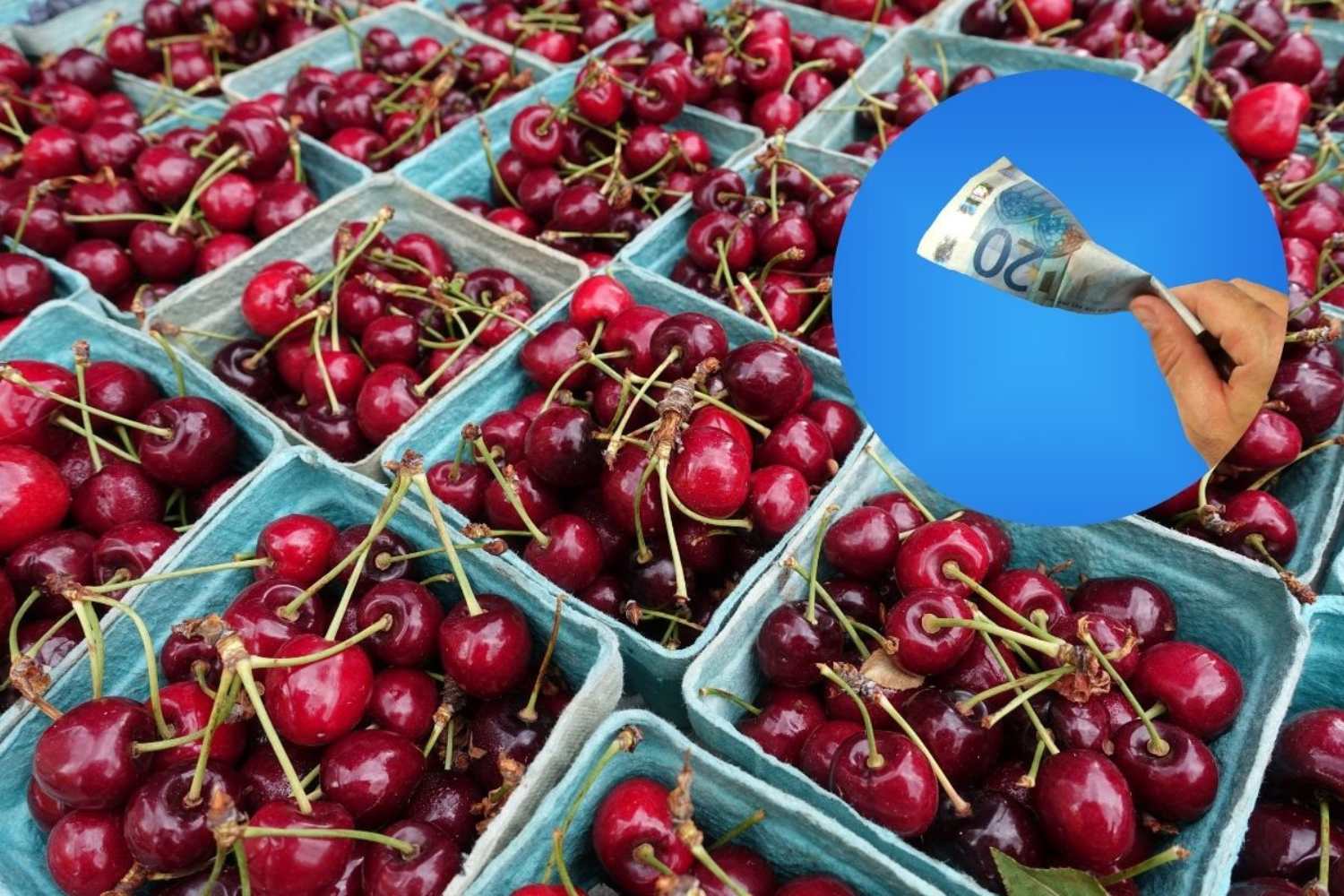 Ciliegie “d’oro”: sono più care che mai, perché il prezzo è salito a 23 euro al chilo? 1 ciliegie prezzo.jpg