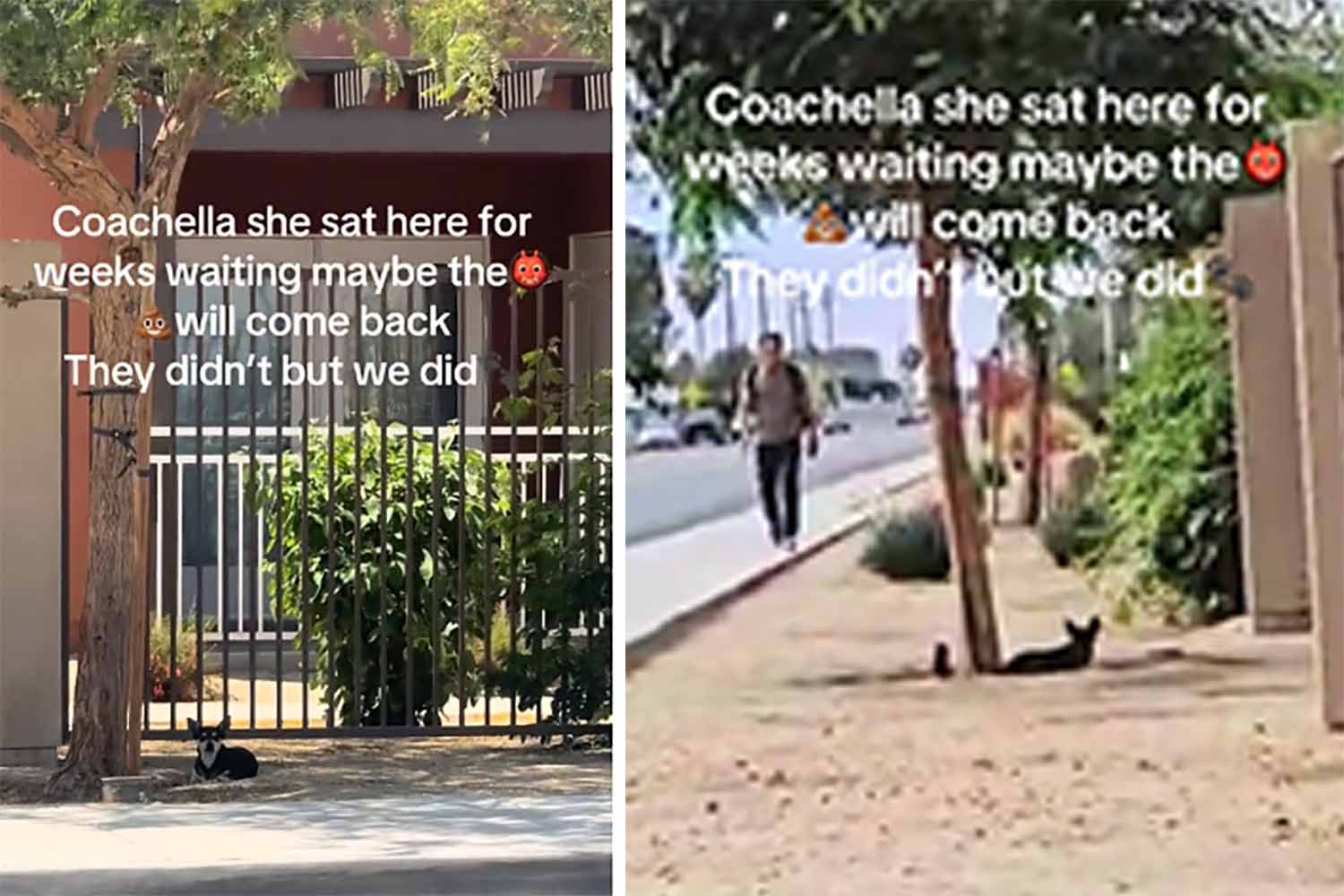 coachella ok.jpg