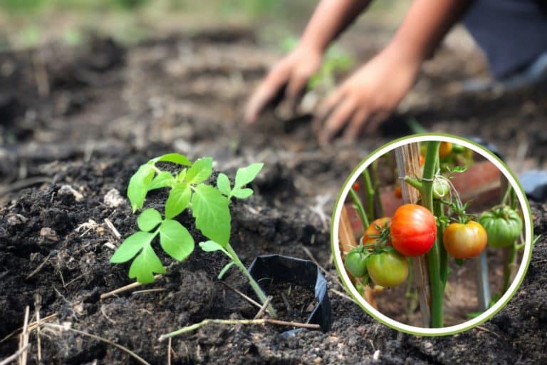 coltivare pomodori.jpg