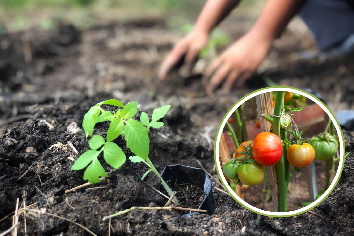 Le 10 varietà tardive di pomodoro da seminare ora a maggio per raccolti fino all’autunno 1 coltivare pomodori.jpg