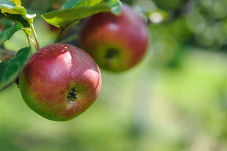 coltivazioni frutta arezzo.jpg