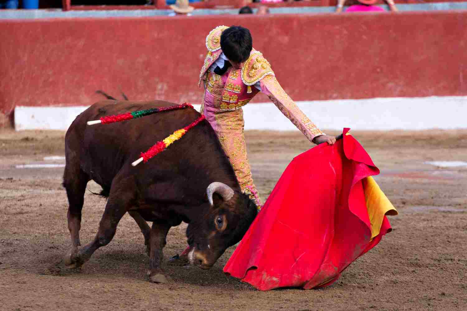 “Basta corride in nome dei santi”: l’appello della Ong PETA al nuovo Papa Leone XIV 1 corrida.jpg