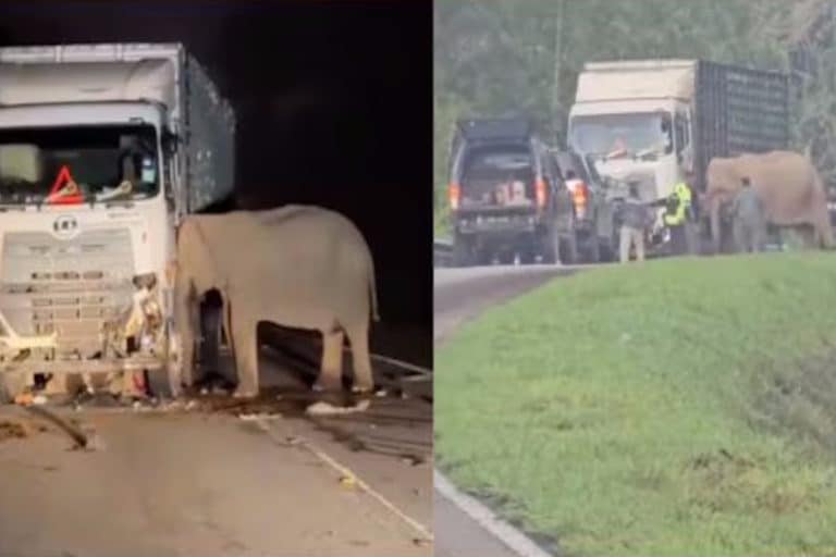 elefante mamma.jpg