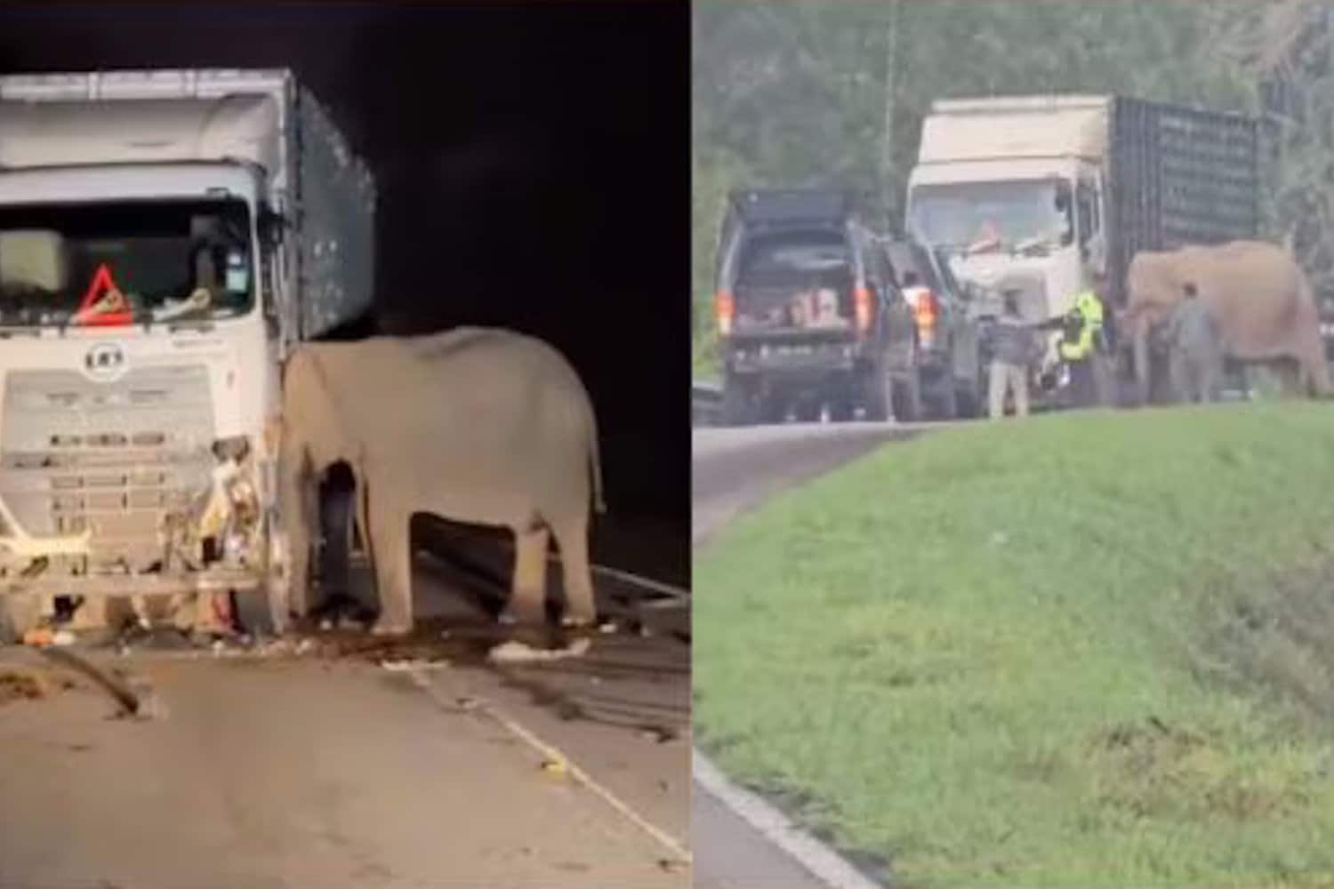 elefante mamma.jpg