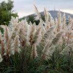 erba delle pampas.jpg