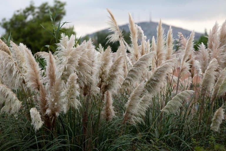 erba delle pampas.jpg