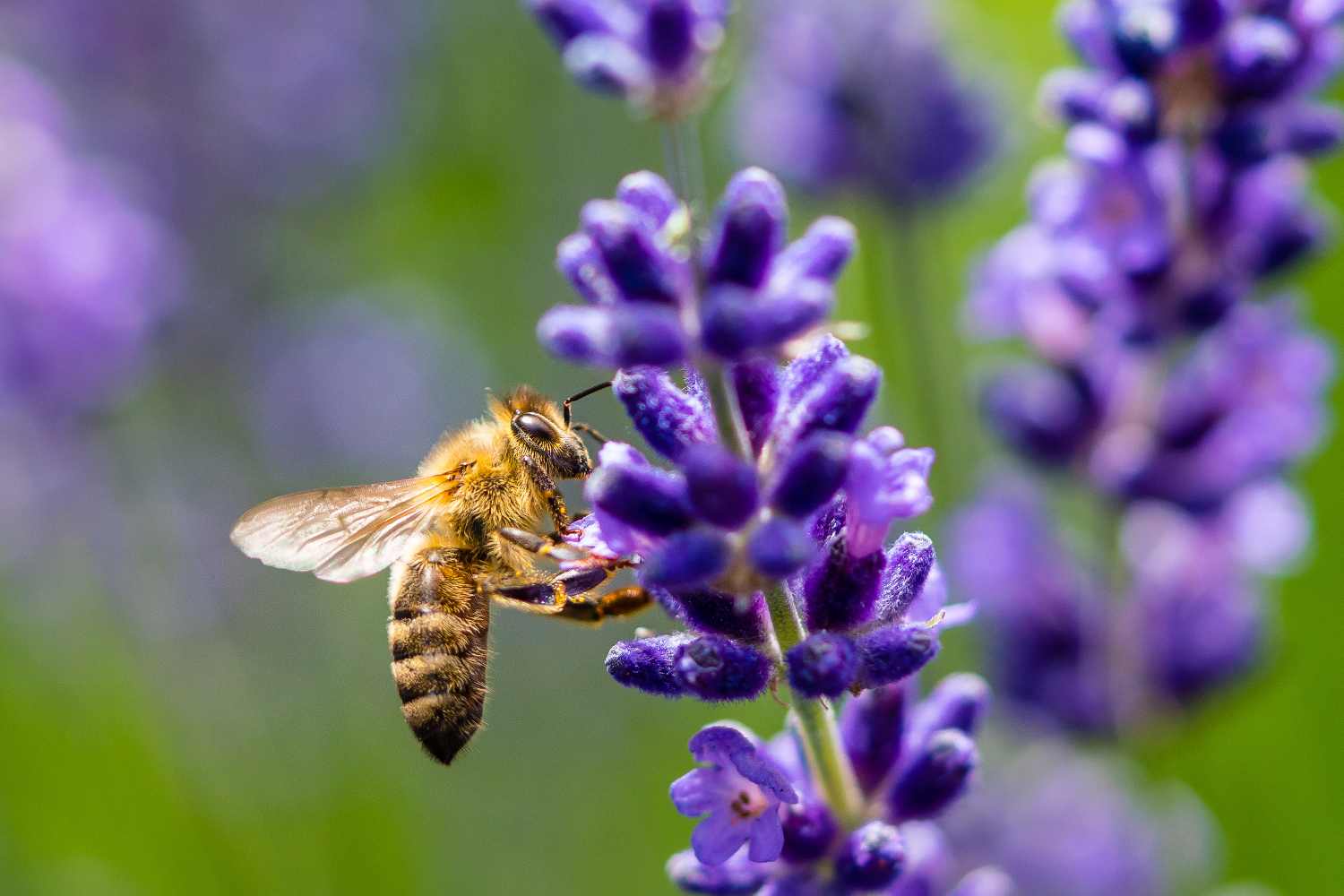 Questi fiori estivi salveranno le api (e faranno crescere il tuo giardino come mai prima) 1 fiori e api.jpg