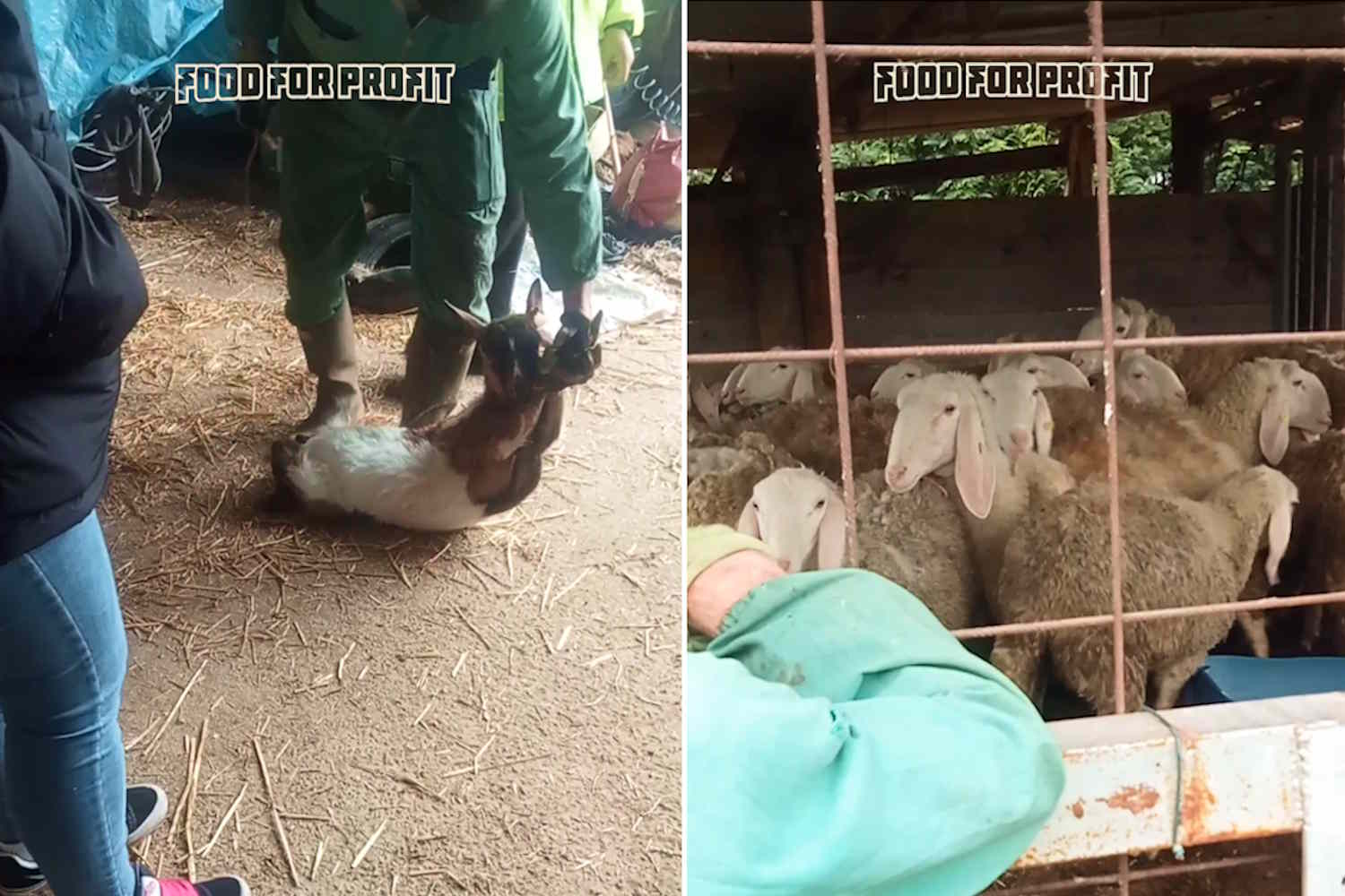Macellazioni clandestine e traffico di animali vivi in aziende “modello di legalità”: l’indagine di Food for Profit sugli allevamenti in Veneto 1 food nuova inchiesta.jpg