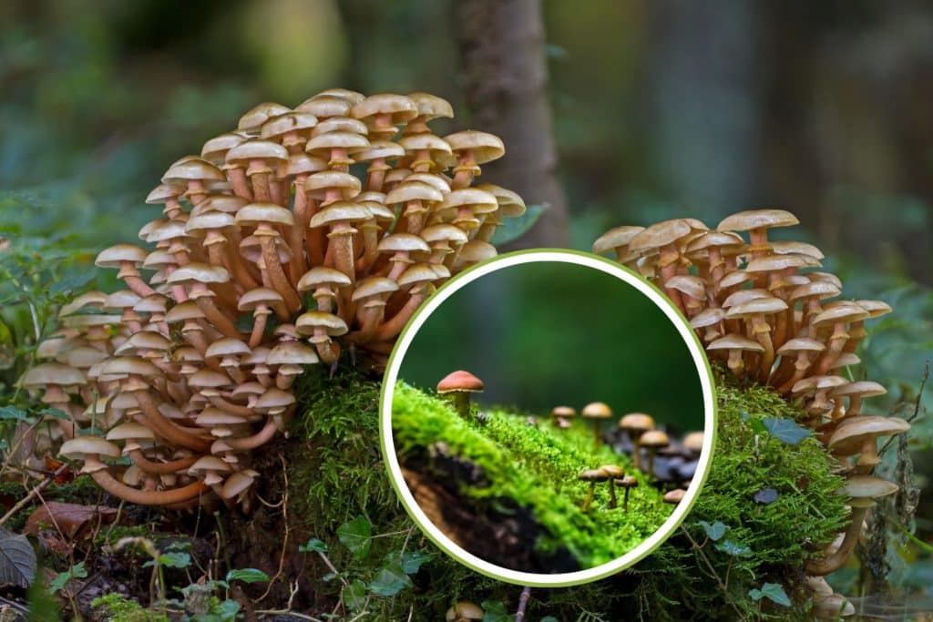 funghi 1.jpg