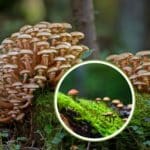 funghi 1.jpg