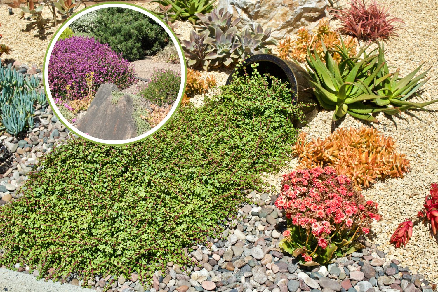 Come creare un giardino sostenibile senza fatica in estate (le piante che non richiedono acqua) 1 giardino siccita.jpg