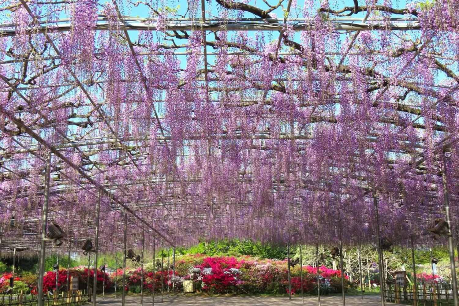 Non solo hanami: la magia nascosta dei glicini in fiore nel cuore del Giappone (tra fine aprile e inizio maggio) 1 glicine giappone.jpg