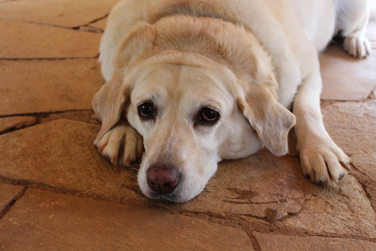 Il tuo cane mangia poco, ma ingrassa? Potrebbe trattarsi di ipotiroidismo canino (controlla i sintomi) 1 ipotiroidismo cane.jpg