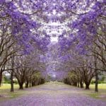 jacaranda 2.jpg