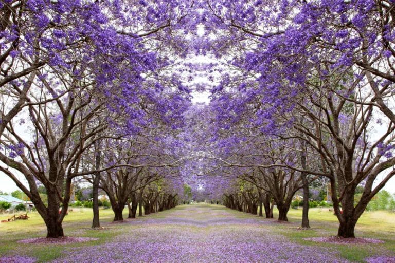 jacaranda 2.jpg