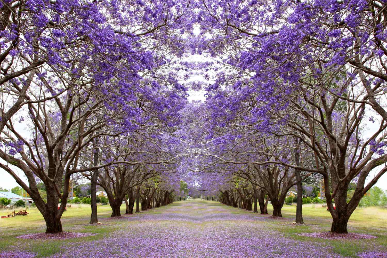 Jacaranda: come coltivare e prendersi cura dell’albero dei fiori blu e viola 1 jacaranda 2.jpg
