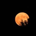 luna fragole 11giugno2025.jpg