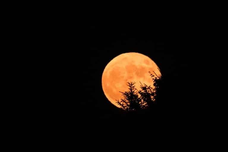 luna fragole 11giugno2025.jpg