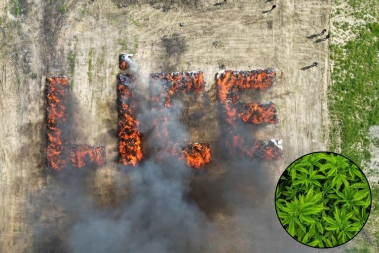 marijuana bruciata.jpg
