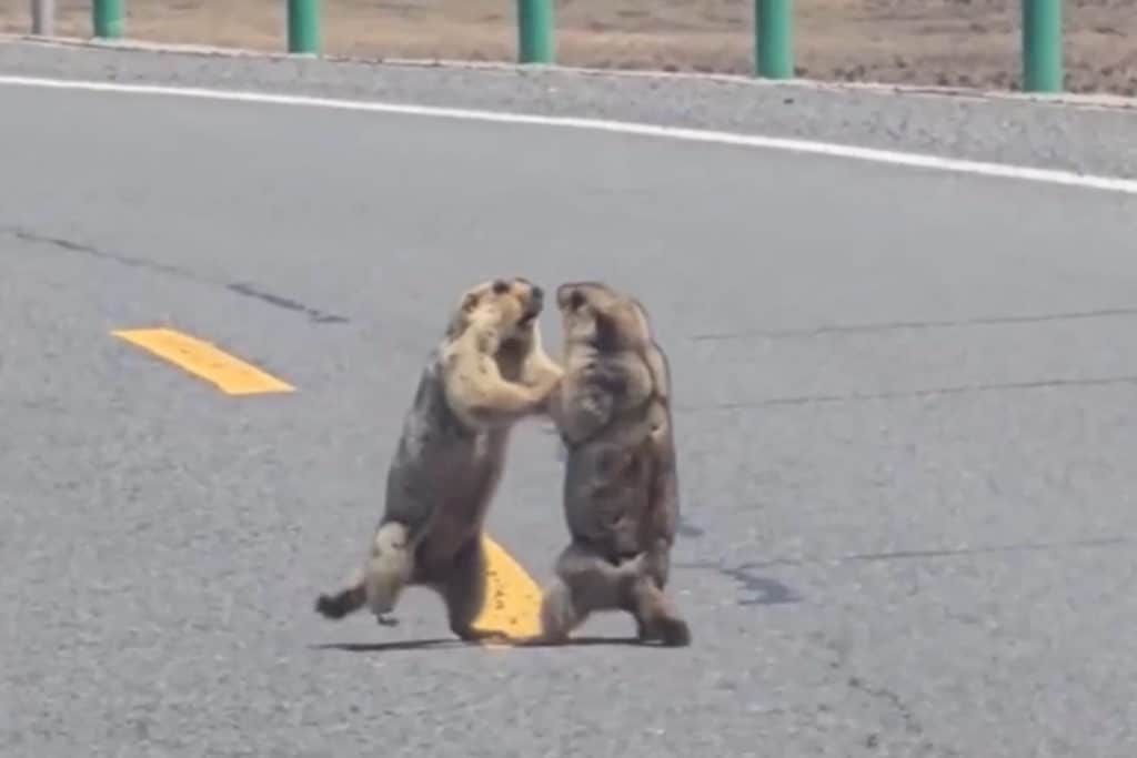marmotte.jpg