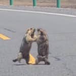 marmotte.jpg