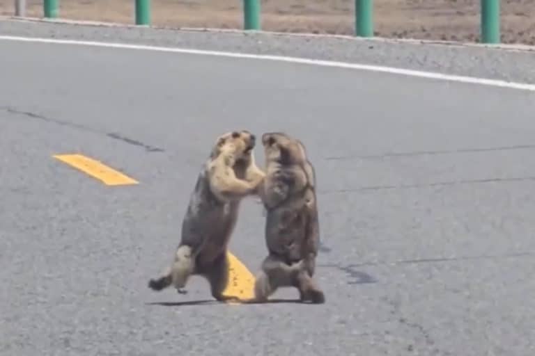 marmotte.jpg