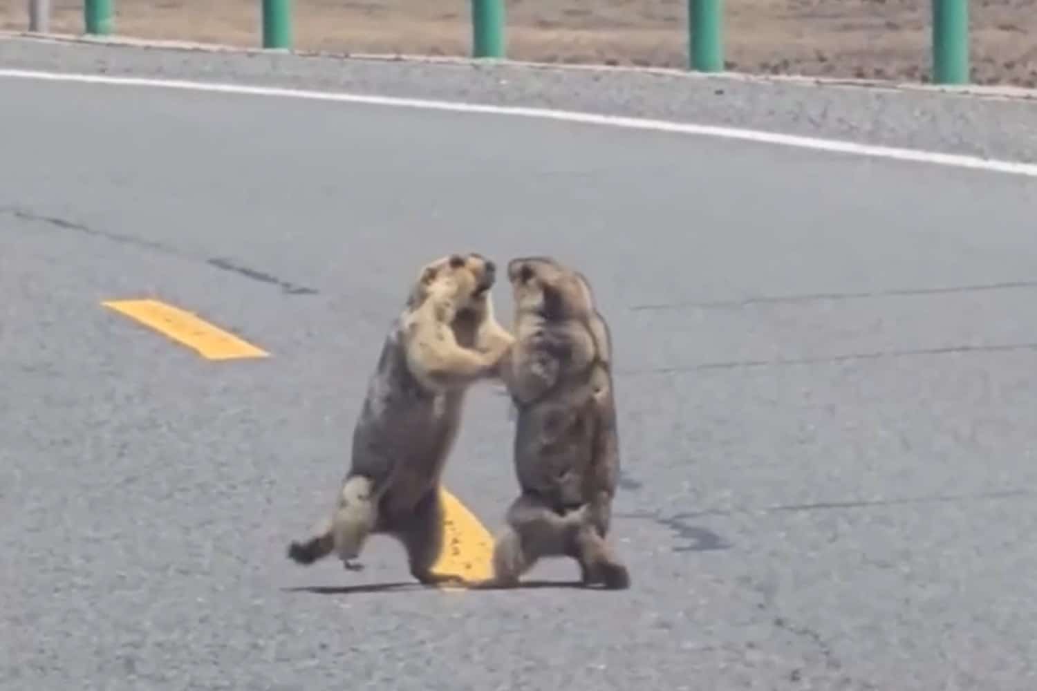 Non è IA, quelle due marmotte litigano davvero! Ti spiego il motivo 1 marmotte.jpg