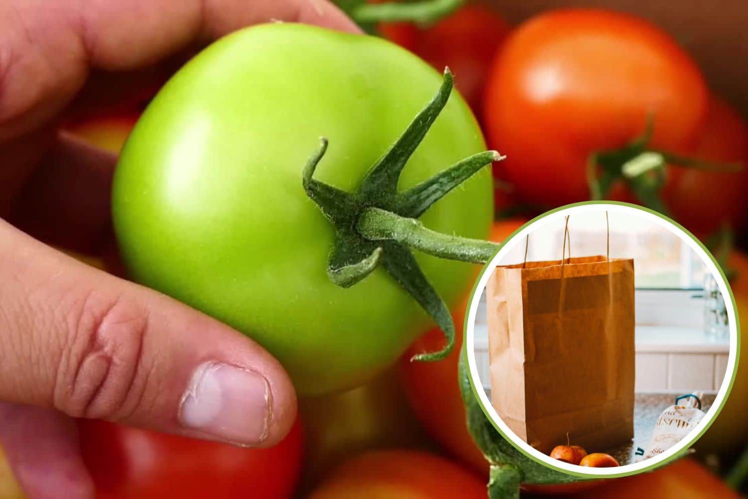 Pomodori, da verdi a rossi e succosi in un pomeriggio: il trucco infallibile per farli maturare in poche ore 1 maturazione pomodori.jpg