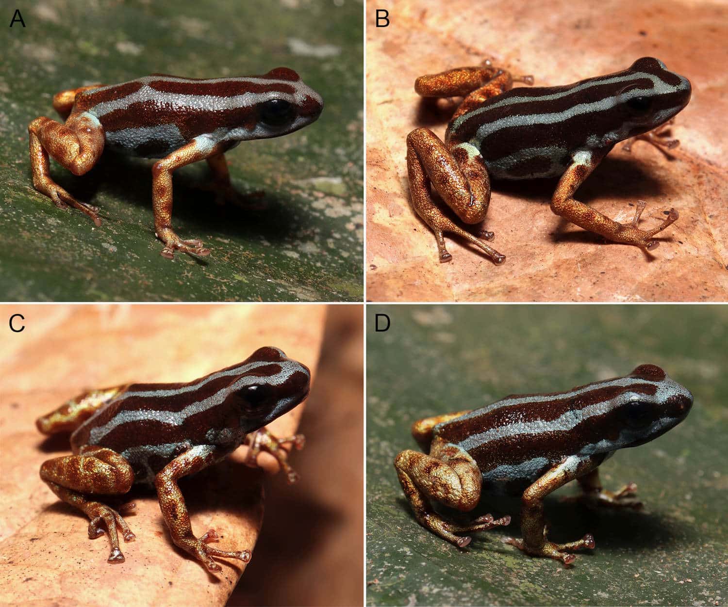 nuova rana freccia minuscola amazzonia