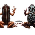 minuscola rana amazzonia c.jpg