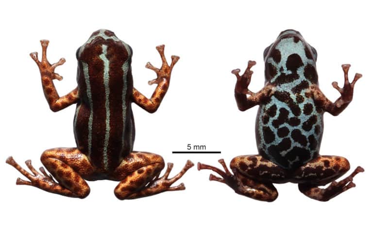 minuscola rana amazzonia c.jpg