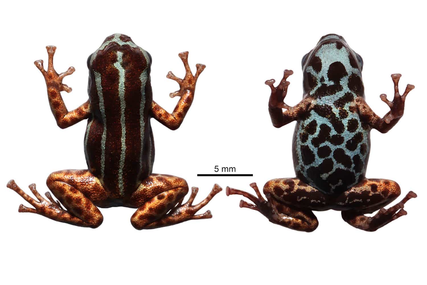 Gli scienziati hanno scoperto una nuova minuscola rana freccia velenosa in Amazzonia 1 minuscola rana amazzonia c.jpg