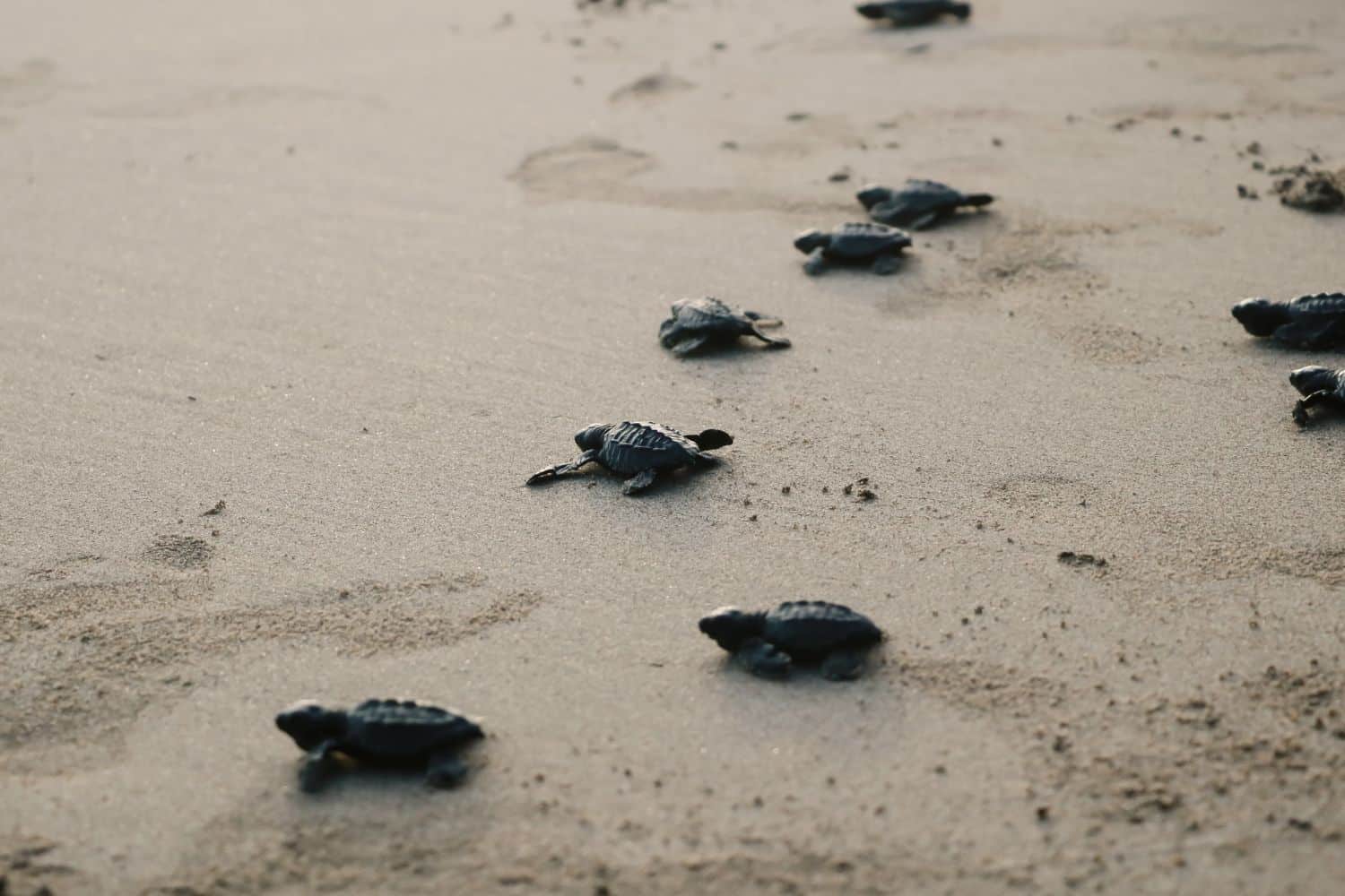 Che meraviglia! Ci sono tre nuovi nidi di tartaruga marina in Sicilia (e ora sono sei in tutto i nidi sull’isola) 1 nidi tartarughe marine sicilia c.jpg