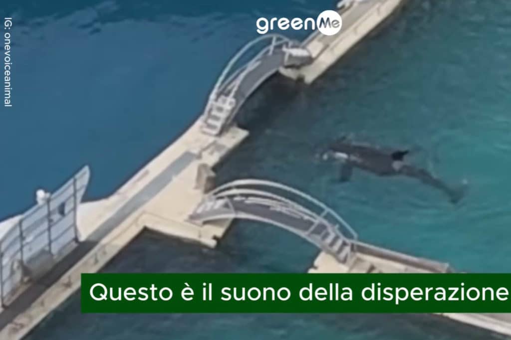orche disperate parco acquatico.jpg