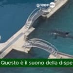 orche disperate parco acquatico.jpg