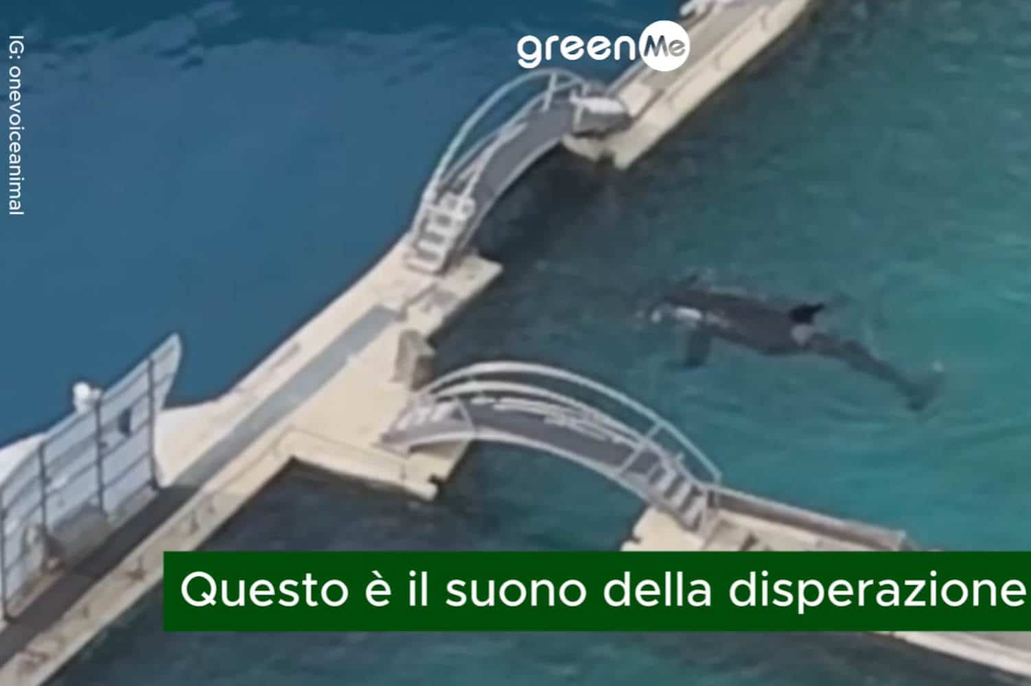 orche disperate parco acquatico.jpg