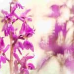 orchidea estinta Sardegna.jpg