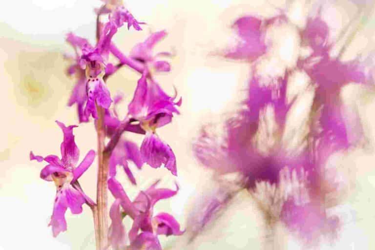 orchidea estinta Sardegna.jpg