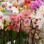 ortdea orchidee.jpg