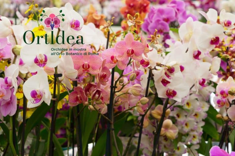 ortdea orchidee.jpg