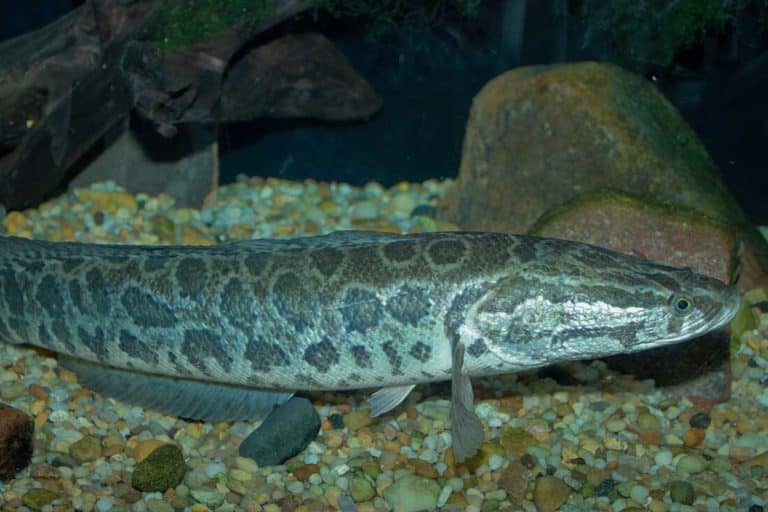 pesce testa di serpente .jpg