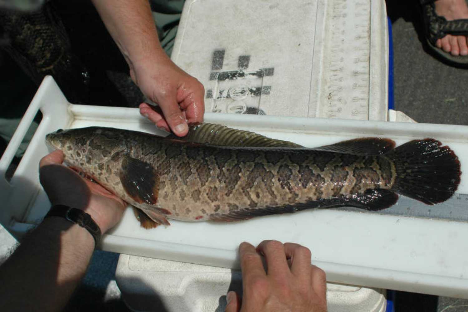 pesce testa di serpente 2