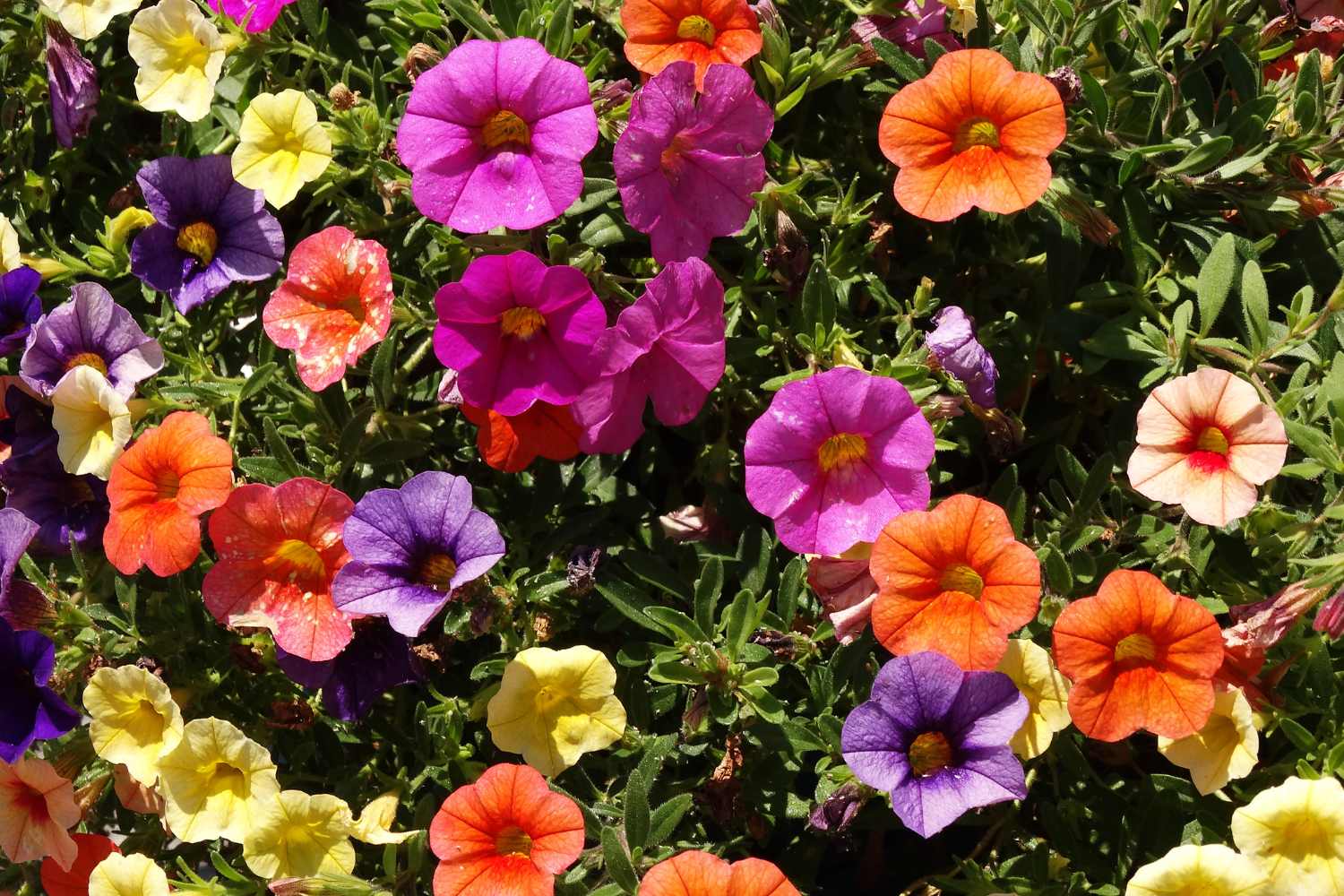Fiori per il balcone che ti faranno diventare il re del giardino (senza troppa fatica) 1 petunie.jpg