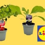 piante orto lidl.jpg